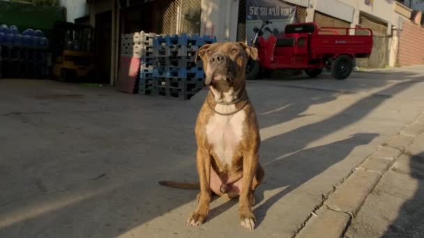 Portrait Footage Pitbull Dog Facial Paralysis Sitting Looking Camera — Stok video
