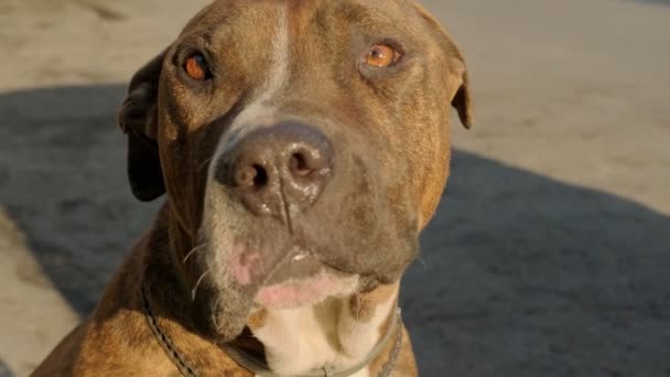 Portrait Footage Pitbull Dog Facial Paralysis Sitting Looking Camera — Stockvideo