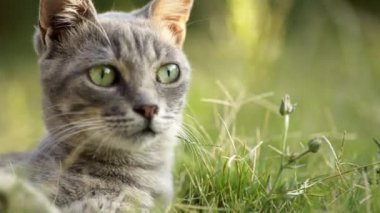 Gri renkli dişi meraklı kedi çimlerin üzerinde yatarken etrafına bakıyor..
