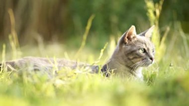 Gri renkli dişi meraklı kedi çimlerin üzerinde yatarken etrafına bakıyor..