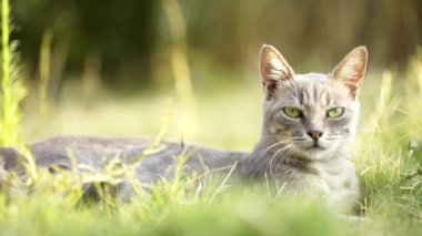 Gri renkli dişi meraklı kedi çimlerin üzerinde yatarken etrafına bakıyor..