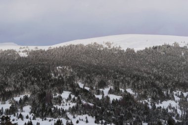 Çam ağaçları ve kar kış manzara.