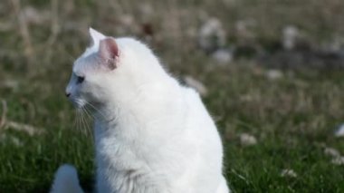 Bahçede ve çimlerin üzerinde oturan meraklı beyaz kedi.