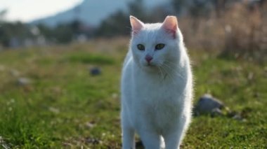 Çerçevede iki kedi, bir smokin ve bahçede bir yabancı kedi..