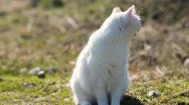 Meraklı beyaz kedi oturmuş bahçede miyavlıyor ve çimlerin üzerinde.