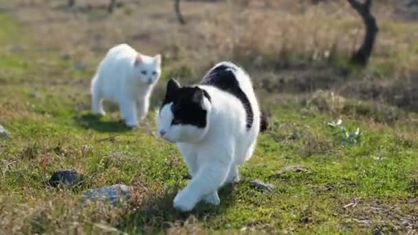 Two Cats Walking Camera Garden Grass One Tuxedo One White — Video Stock