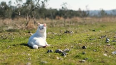 Curious white cat lying on grass in a garden.