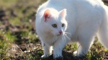 Meraklı ve stresli beyaz kedi çimlerin üzerindeki bahçeye bakıyor..