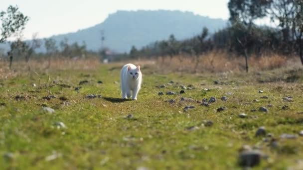 White Cat Walking Camera Garden Grass — Video Stock
