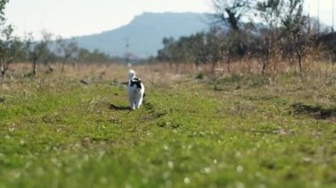 Two cats walking towards the camera in a garden and on grass. One tuxedo and one white colored