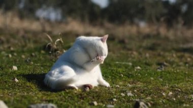 Curious white cat lying on grass and licking its paws.