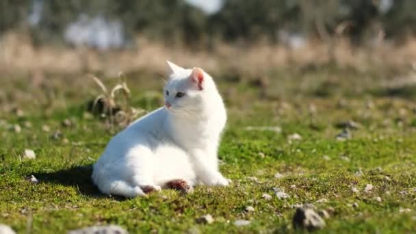 Nieuwsgierige Witte Kat Liggend Gras Likkend Aan Zijn Poten — Stockvideo