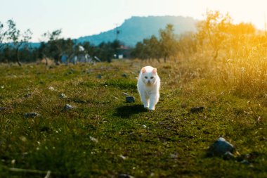 White fur cat walking in a garden and looking at camera on grass.