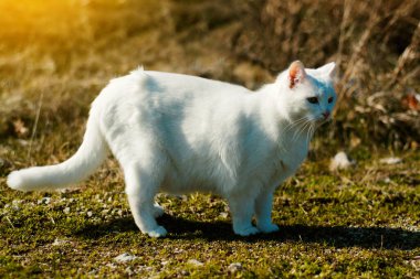 White fur cat standing in a garden and on grass.