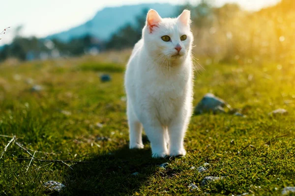 Bahçede Çimlerin Üzerinde Duran Beyaz Tüylü Kedi — Stok fotoğraf