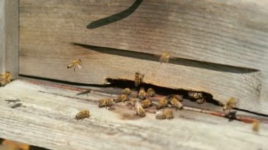 Close up slow motion footage of lots of bees on a entrance of bee hive box