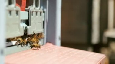 Close up slow motion footage of lots of bees on a entrance of bee hive box