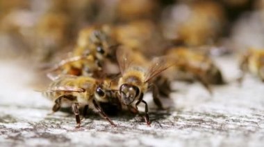 Undertaker bees carry the dead bee out of the hive