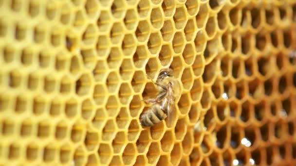 Close Footage Honeycomb Background Texture Honeybee — Vídeos de Stock