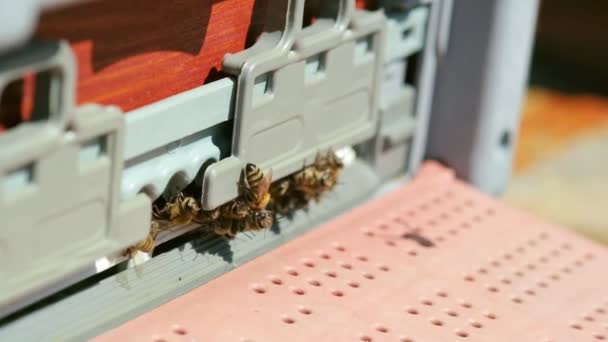 Nahaufnahme Zeitlupe Von Vielen Bienen Eingang Des Bienenkastens — Stockvideo