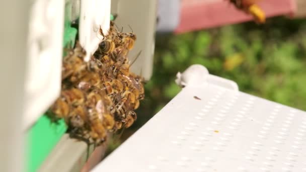 Замедленная Съемка Входа Пчелиный Улей Пчелами Осой Охотящейся Пчелу — стоковое видео