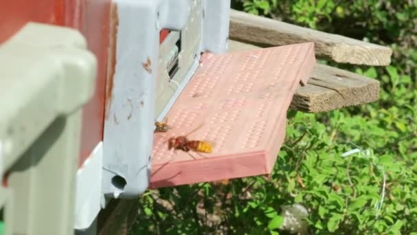 Медова Бджола Захищає Вулика Від Оси — стокове відео