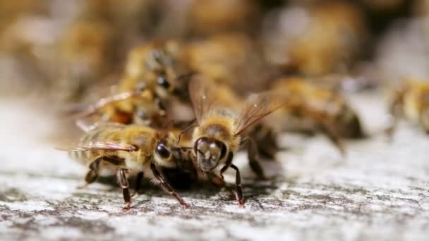 Undertaker Bees Carry Dead Bee Out Hive — Vídeo de stock