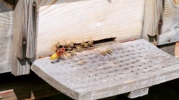 近距离拍摄一只蜜蜂的慢镜头 从工蜂蜂窝入口取来一只蜜蜂 — 图库视频影像