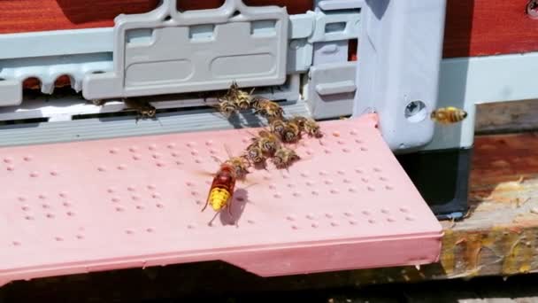 蜜蜂保护蜂巢不受蜂群侵害 — 图库视频影像