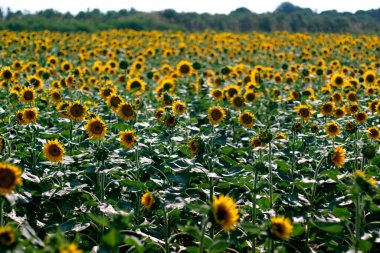 Bir ayçiçeği tarlasının manzara görüntüsü.