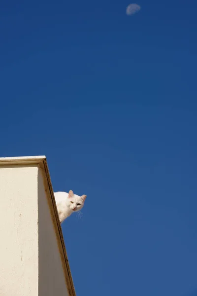 Vit Katt Ett Tak Och Blå Himmel Bakgrund Med Månen — Stockfoto