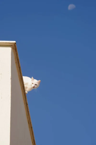 Fehér Macska Tetőn Kék Háttér Holdfényes Nappal — Stock Fotó