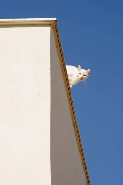 Vit Katt Ett Tak Och Blå Himmel Bakgrund Dagsljus — Stockfoto