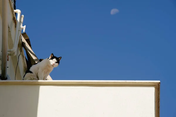 Tuxedo Kot Dachu Błękitnym Tle Nieba Księżycem Świetle Dnia — Zdjęcie stockowe