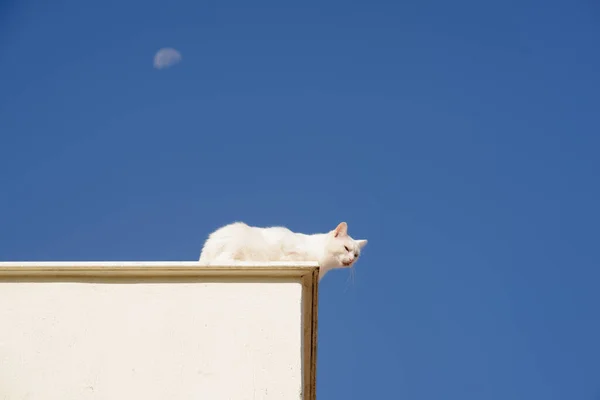 Gato Branco Telhado Fundo Céu Azul Com Lua Luz Dia — Fotografia de Stock