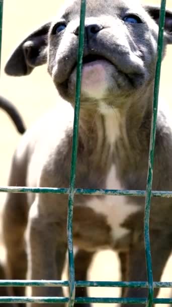 Cerca Imágenes Cachorro Caña Corso Crianza — Vídeos de Stock
