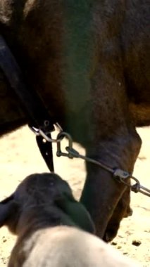 Bahçede oynayan iki Cane Corso yavrusu.