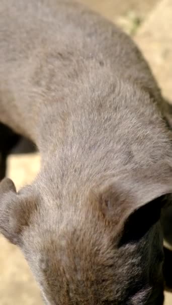 幼犬尸体品种的特写镜头 — 图库视频影像