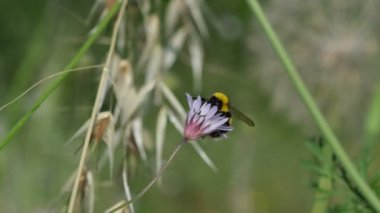 Çiçekten çiçeğe uçan bir yaban arısını yakalayan büyüleyici bir yavaş çekim videosu. Bahar ruhunu somutlaştıran polenleri topluyor.