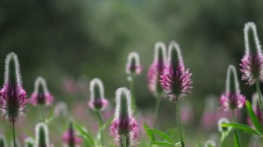 Doğal gün ışığıyla aydınlatılmış sayısız kırmızı tüy yoncası çiçeğinin makro görüntüsü.