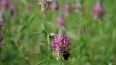 Uçmadan önce Poterium obtusum çiçeğinden polen toplayan tek bir yaban arısının yavaş çekim videosu. Doğanın güzelliği detaylıdır.