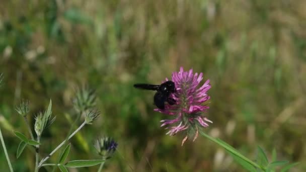 花から花へ 花粉を収集するために巧みにナビゲートするとして Xylocopaビオケア または紫色の大工蜂の畏敬の念を起こさせるスローモーションキャプチャ 自然の優雅さと正確さを見る — ストック動画