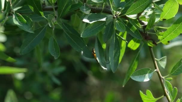 在特写视频中 一只奇特的昆虫像一只黄色的茄克衫黄蜂 在树叶中蹒跚前行 其物种的神秘性增加了它的魅力 — 图库视频影像