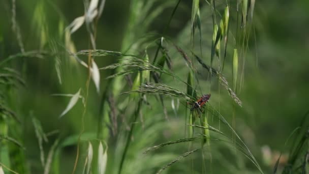 赤い翼の昆虫の魅惑的なスローモーションキャプチャ 根気よく最後の飛行を取る前に 枝にその時間を入札 自然界のニュアンスが見事に表現されている — ストック動画
