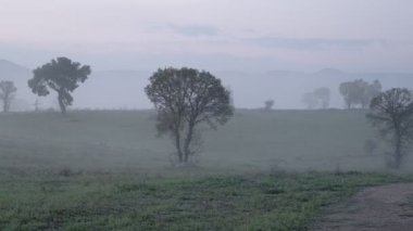 Sis ve bulutların karışımına batmış bir çiftliğin sabahın erken saatlerindeki atmosferini yakalayan büyüleyici bir video, ağaçların sisin içinden kısa bir süre geçerek sinematik bir his veriyor..