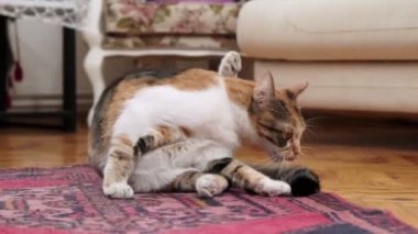 Üç renkli yerli bir dişi kedi, tekir, beyaz ve calico desenli bir karışım, bir videoda kendini bir ev halısının üzerinde tımar ederken görüntülenir..