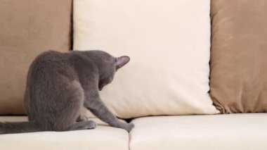 Gri mavi bir Rus kedisi, 6 ay ile 1 yıl arasında yaşlanmış, bir ev ortamında bej bir kanepede rahatça oturuyor. Kendini tımar ederken.