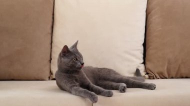 Gri mavi bir Rus kedisi, 6 ay ile 1 yıl arasında yaşlanır, bej bir kanepeye uzanır. Genç kedi sık sık bakışlarını değiştirir..