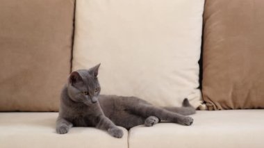 Gri mavi bir Rus kedisi, 6 ay ile 1 yıl arasında yaşlanır, bej bir kanepeye uzanır. Genç kedi sık sık bakışlarını değiştirir.