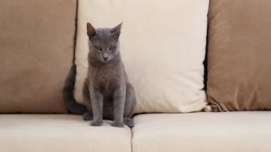 Gri mavi bir Rus kedisi, 6 ay ile 1 yıl arasında yaşlanır, bir ev ortamında bej bir kanepede rahatça oturur..